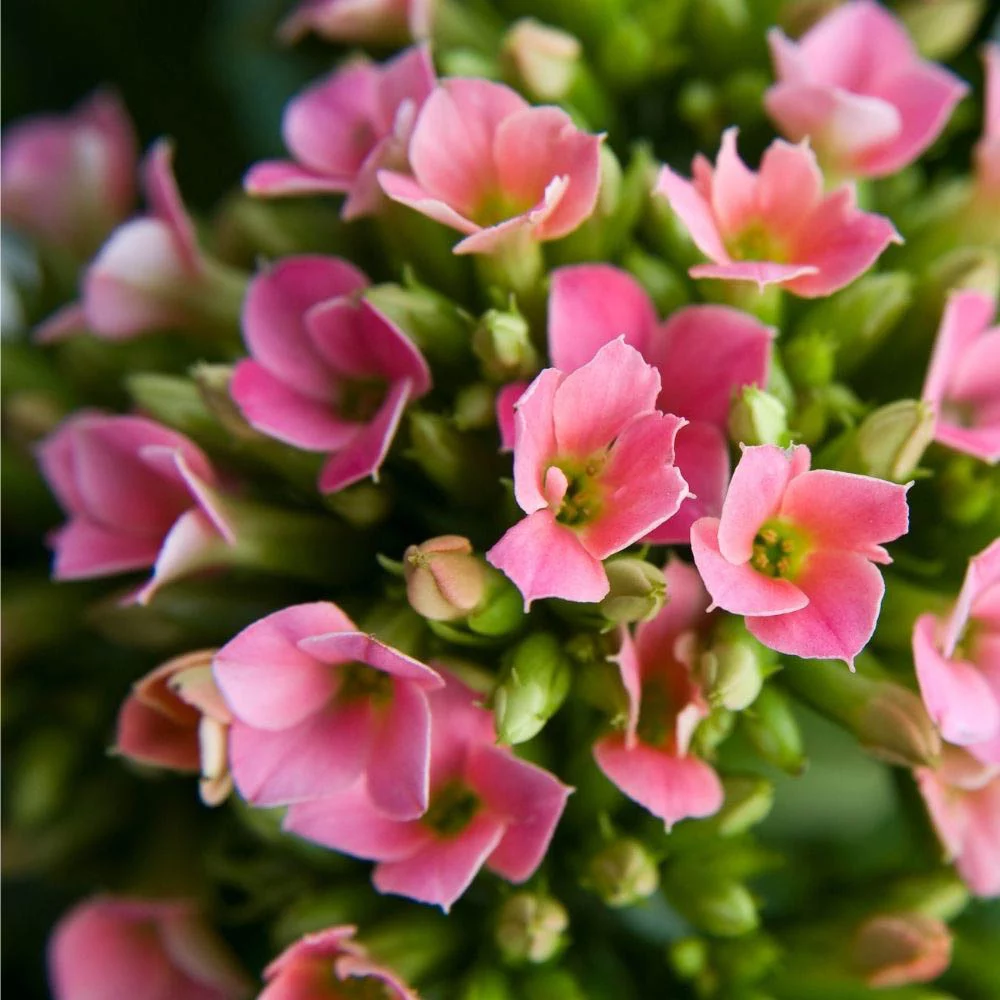 Kalanchoe