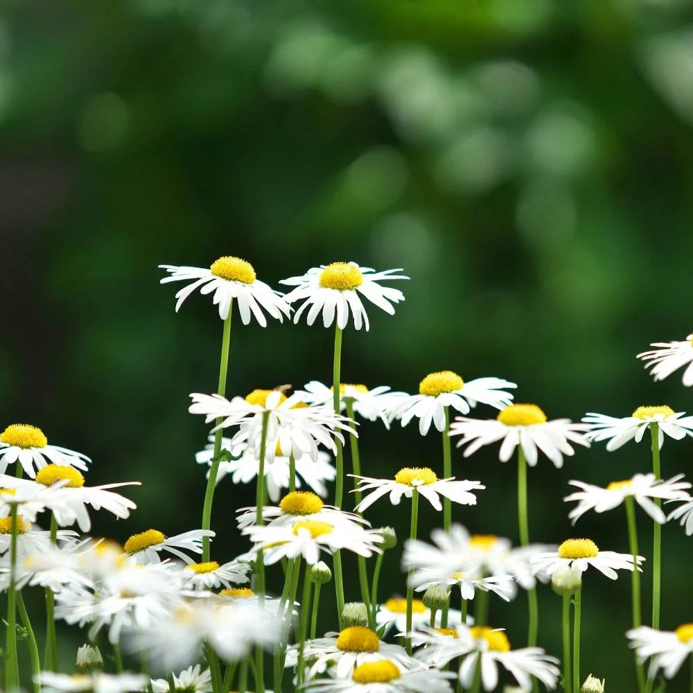 Marguerite