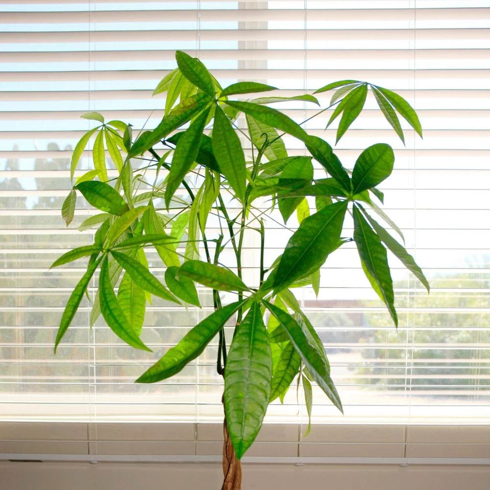 Money Tree