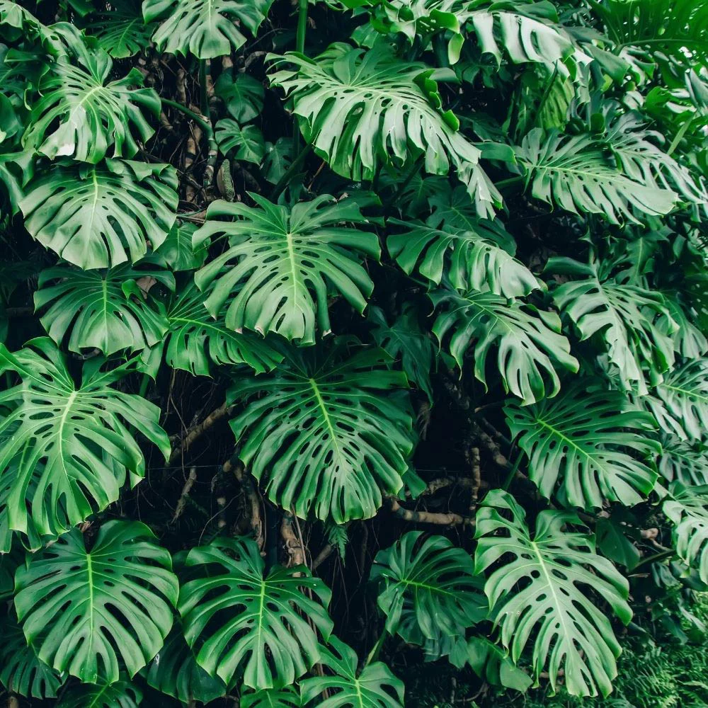 Monstera