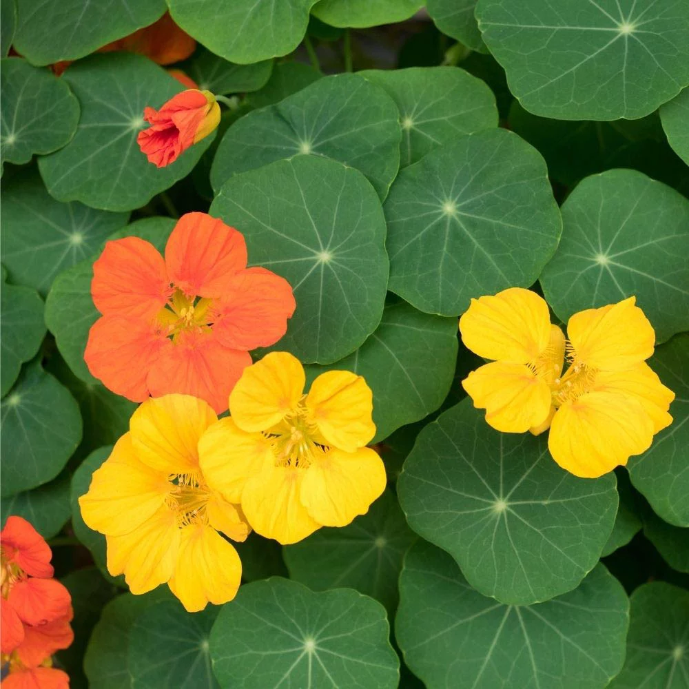 Nasturtium