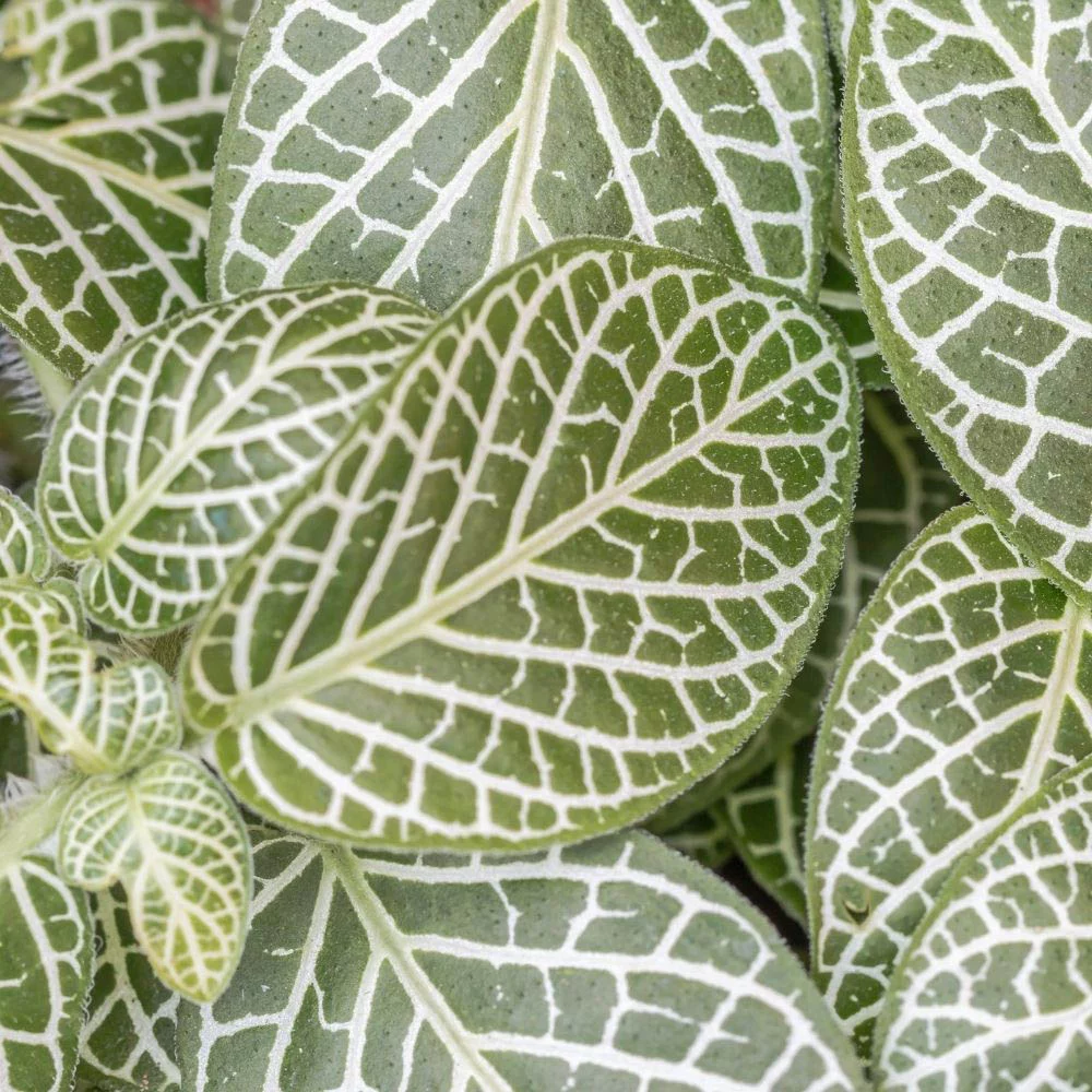 Nerve plant