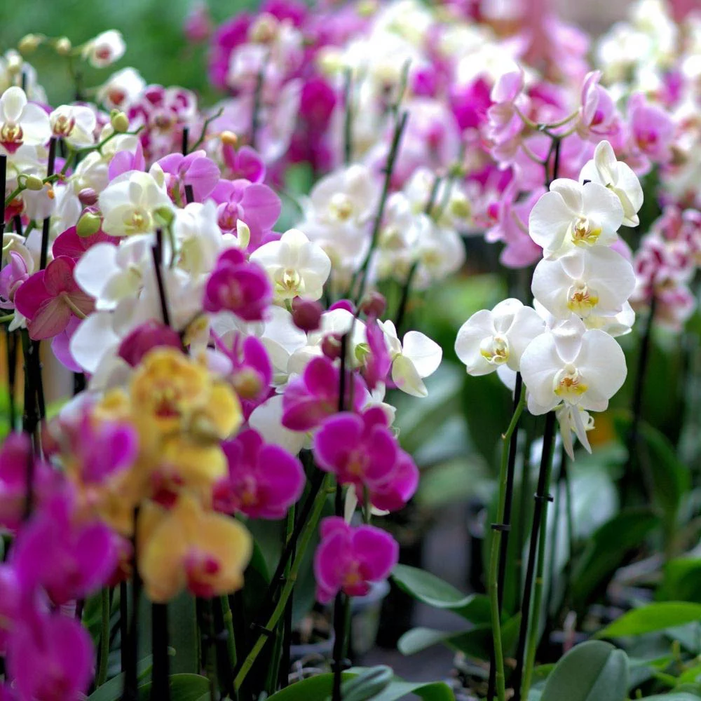 Orchid