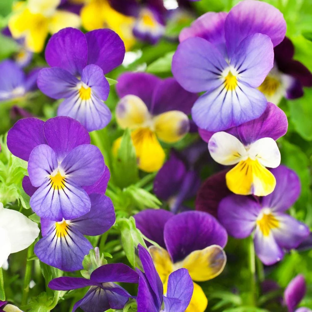 Pansy