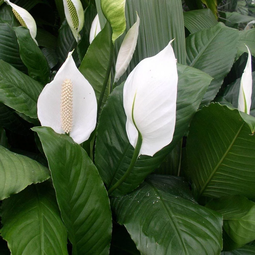 Peace Lily