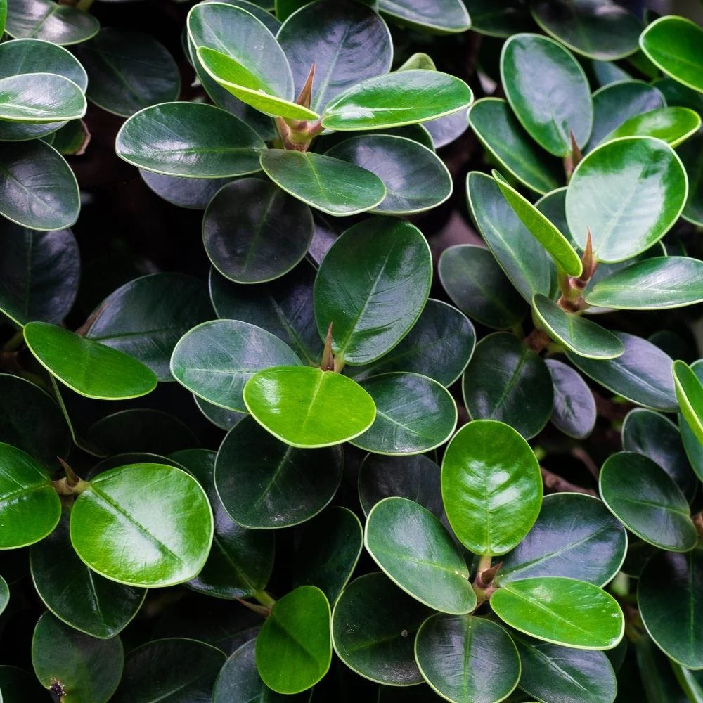 Peperomia