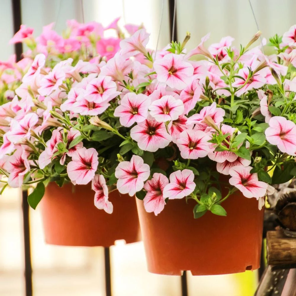 Petunia