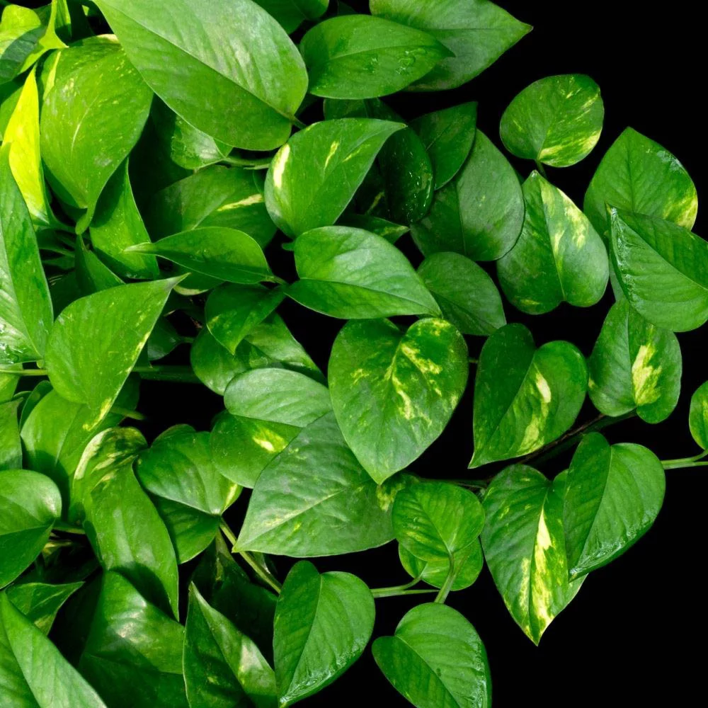 Pothos