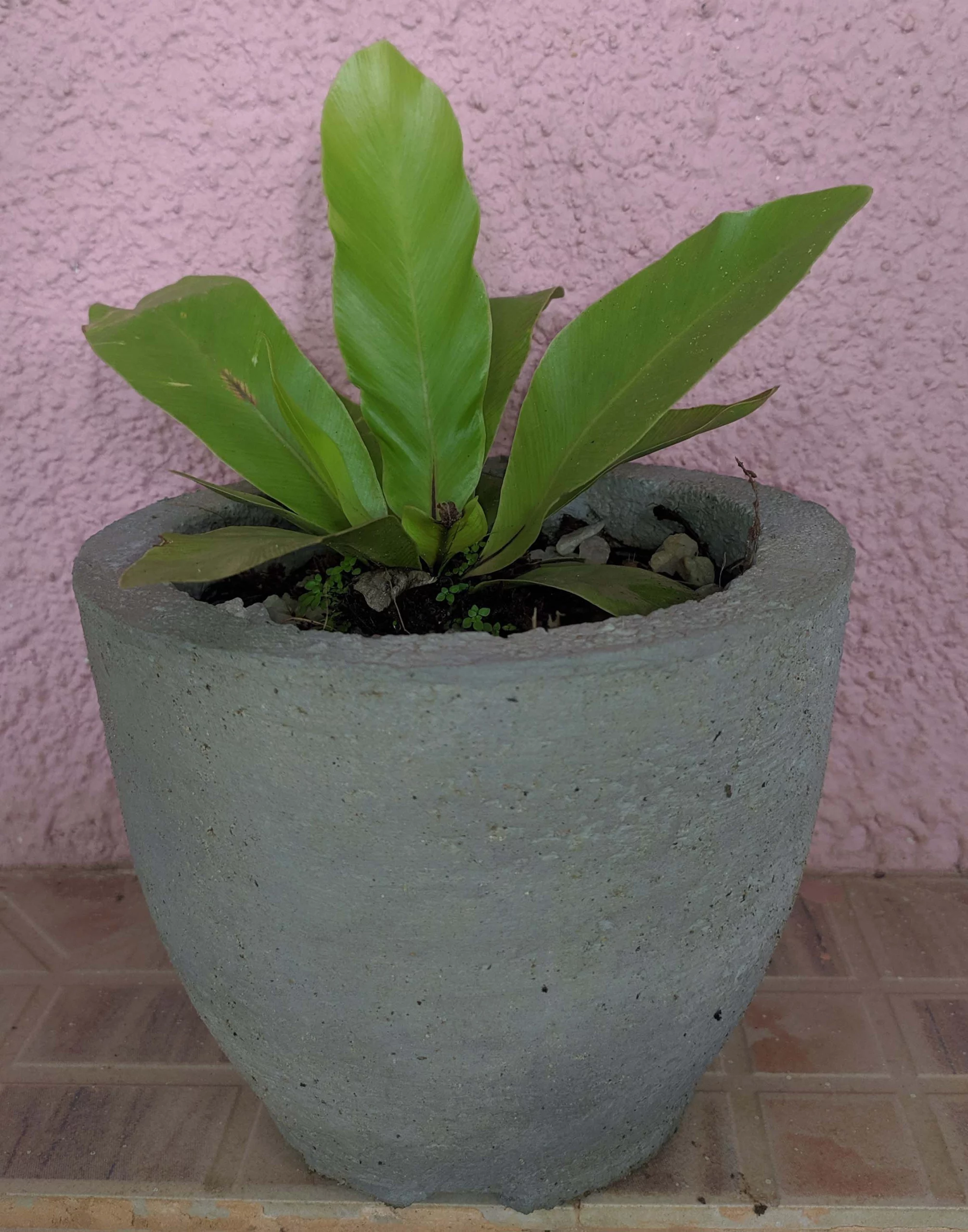 Potted Bird’s Nest Fern