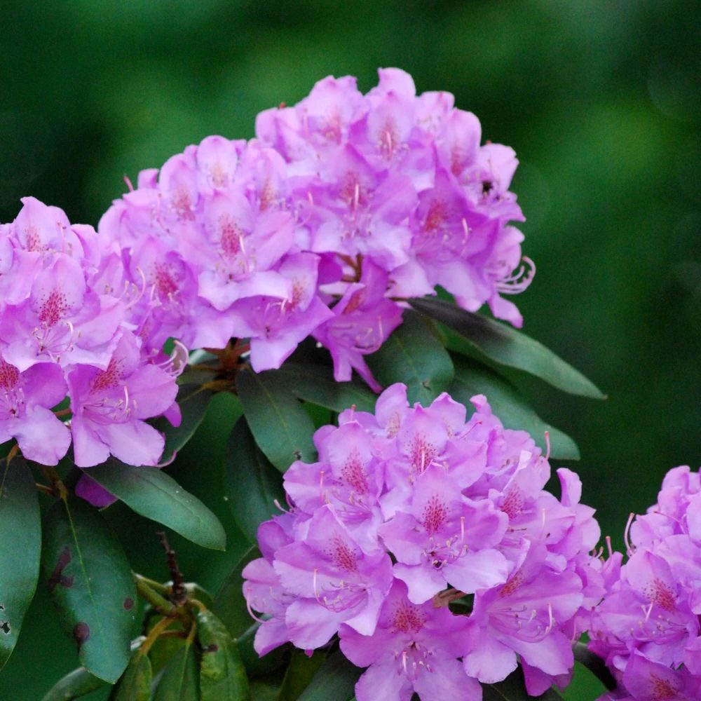 Rhododendron