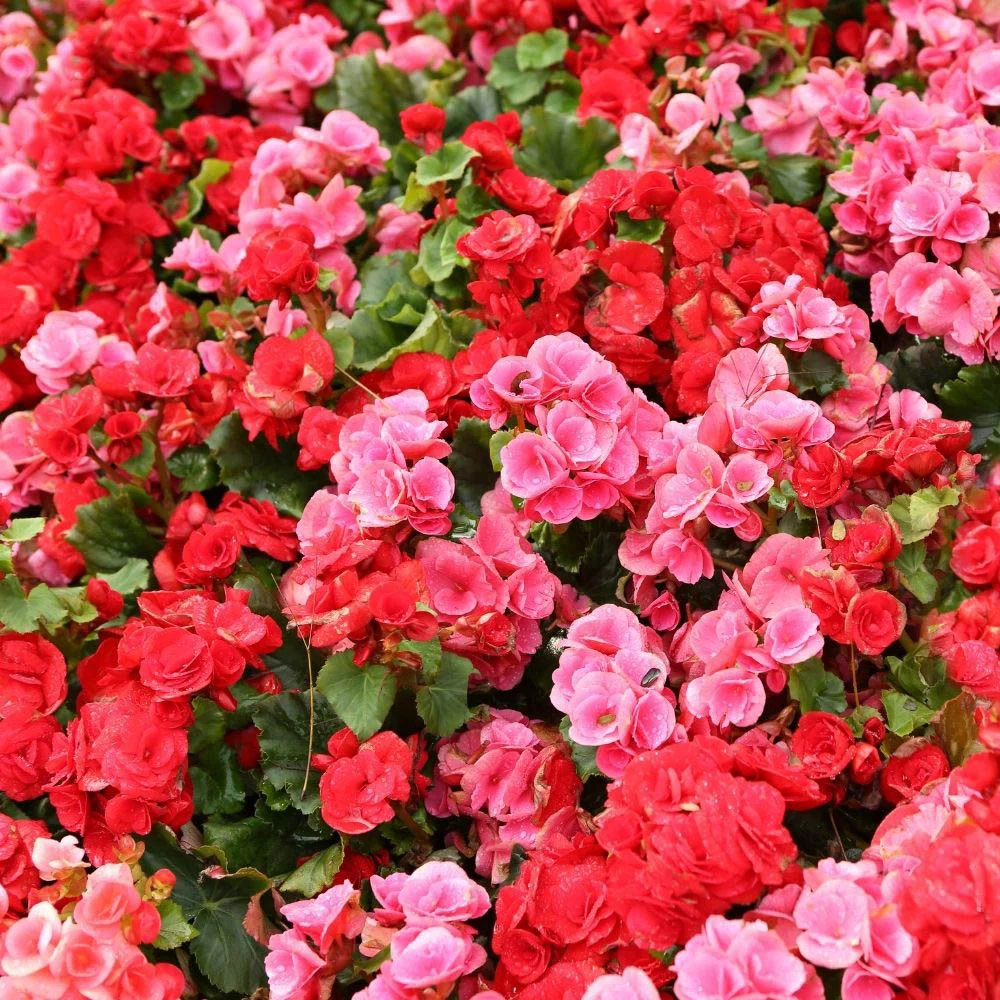 Rieger Begonia
