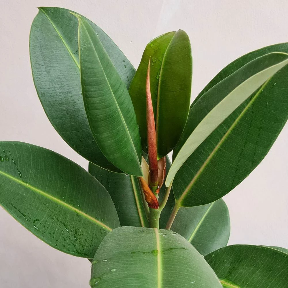 Rubber fig