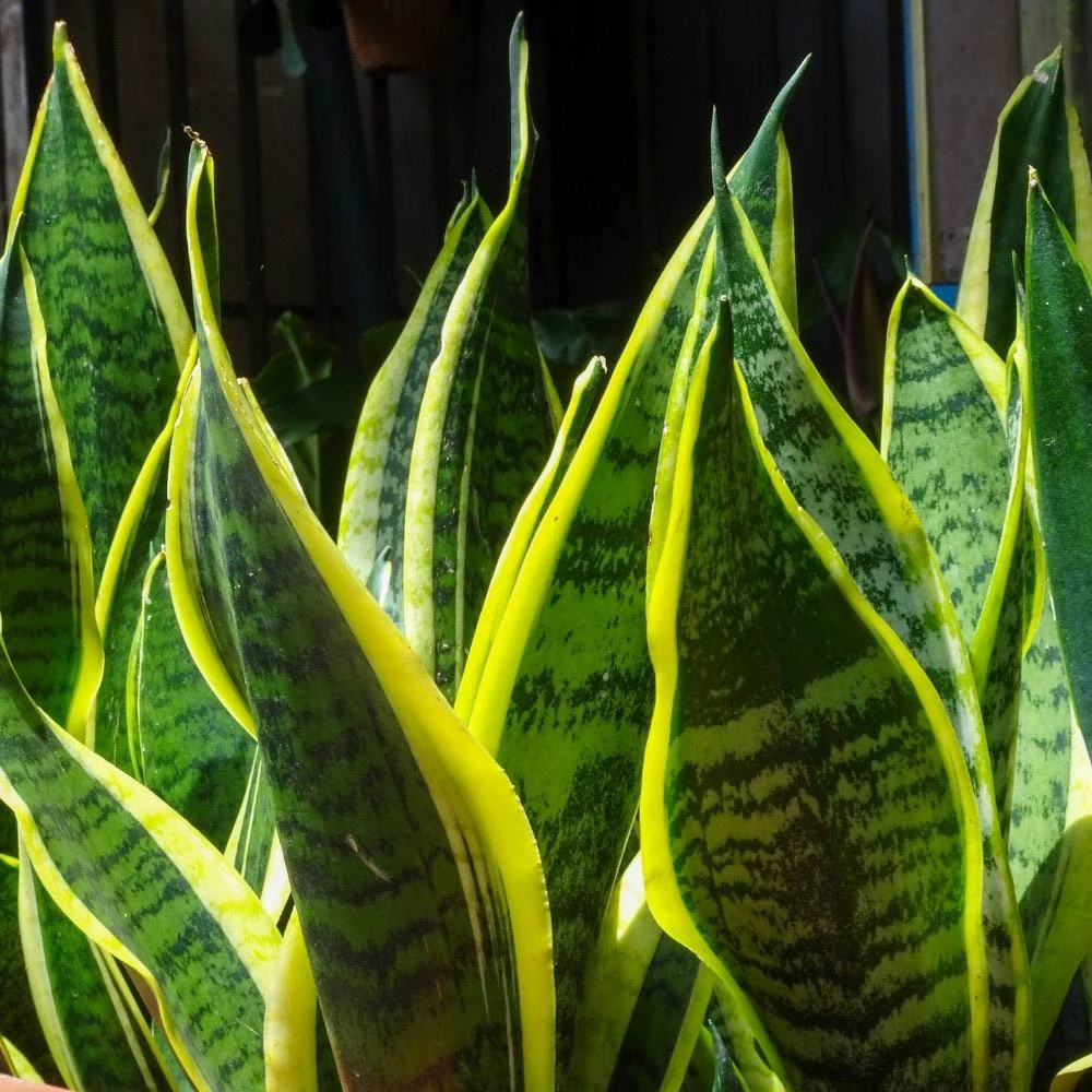 Sansevieria