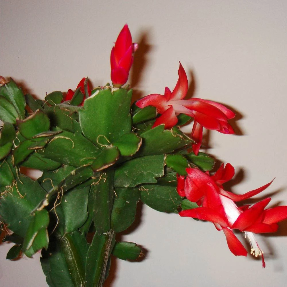 Schlumbergera
