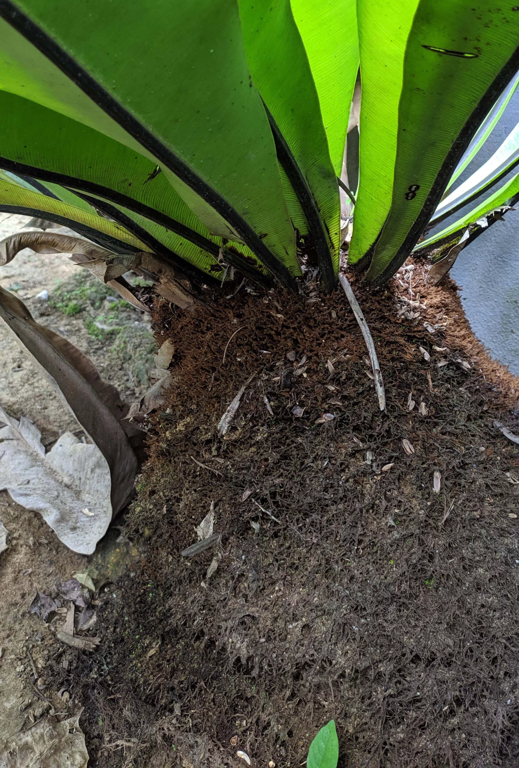Spongy fibrous roots of bird's nest fern