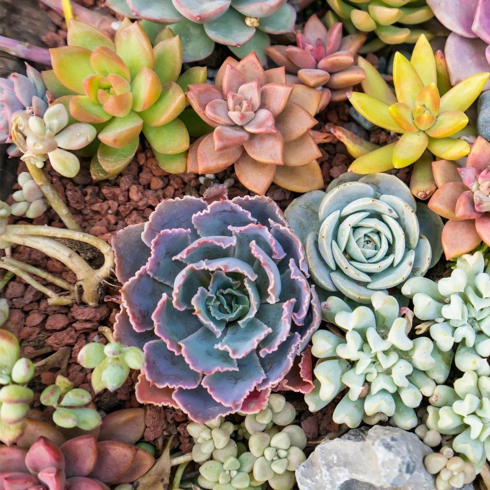 Succulents