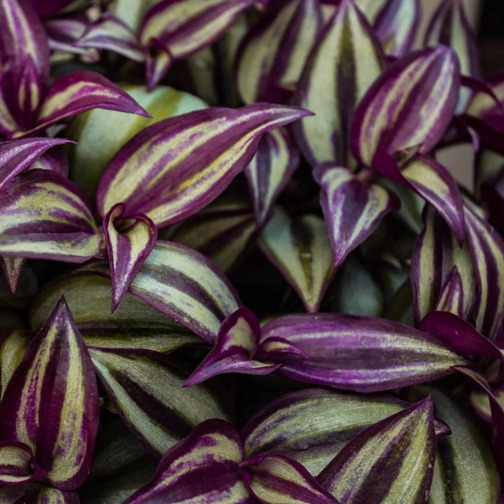 Wandering Jew