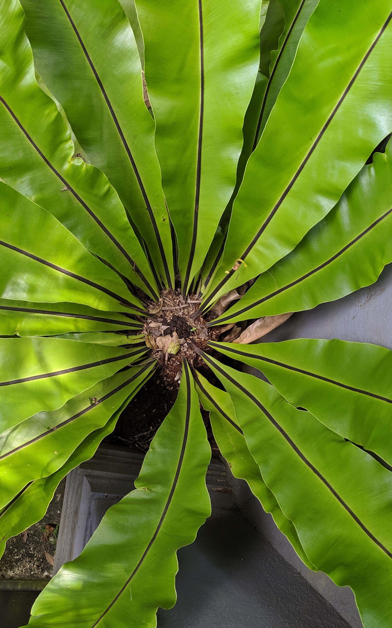 bird's nest fern plant