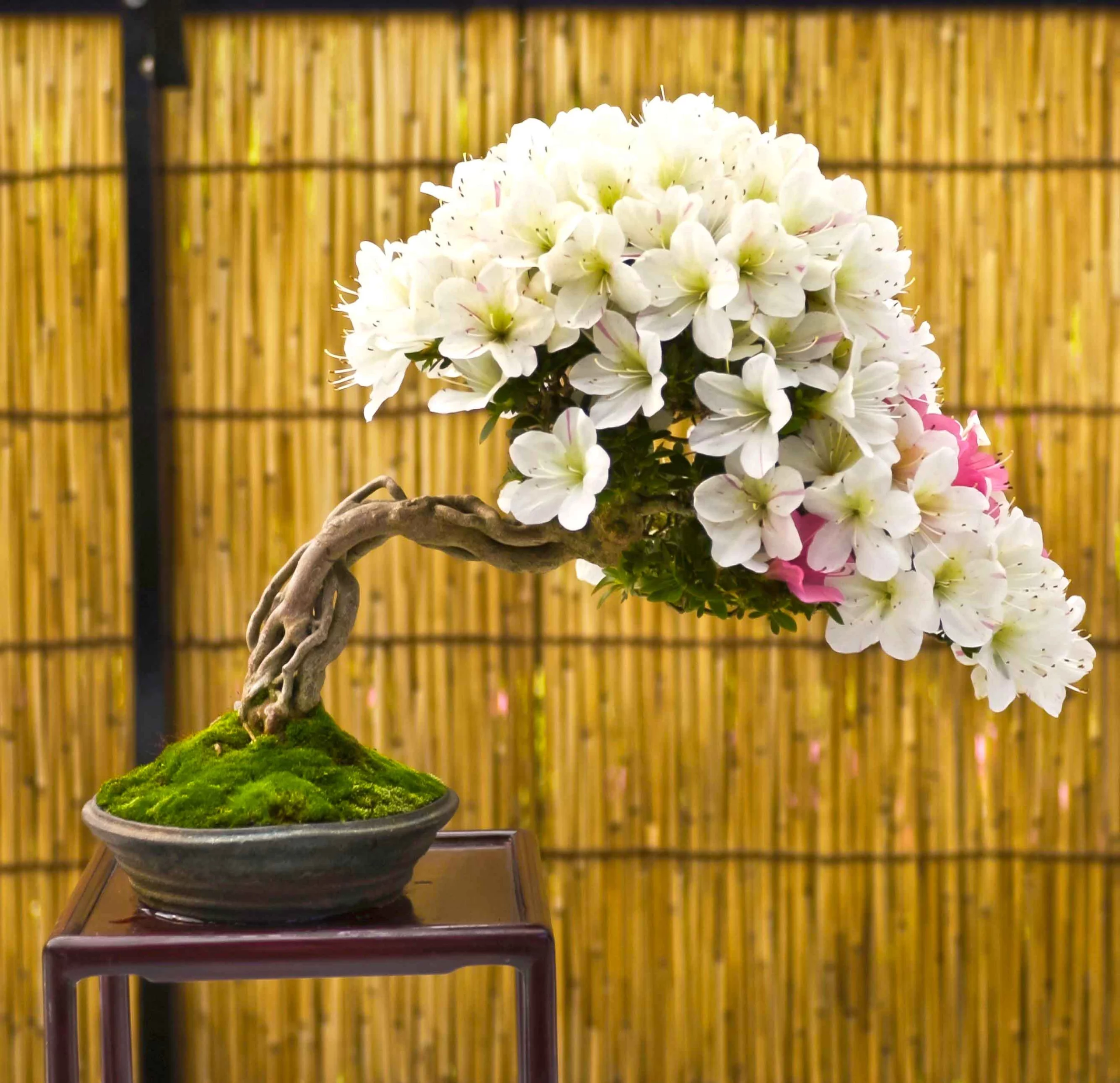 Bonsai tree