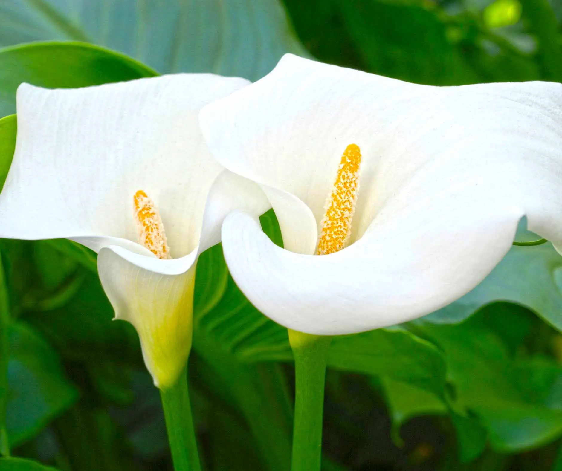 two calla lily flowers
