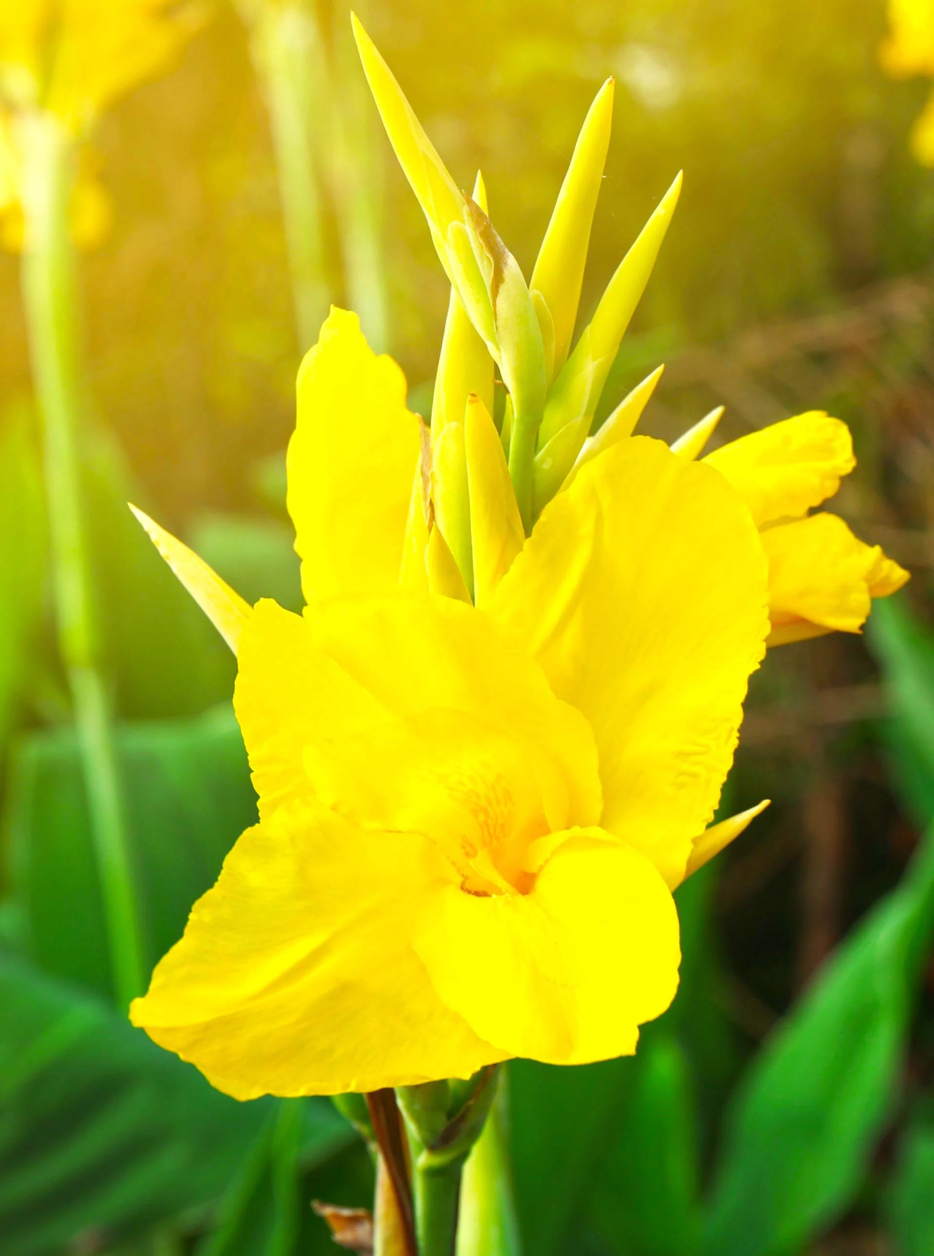 Canna flower