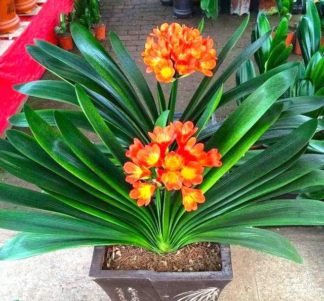 Clivia flower pot