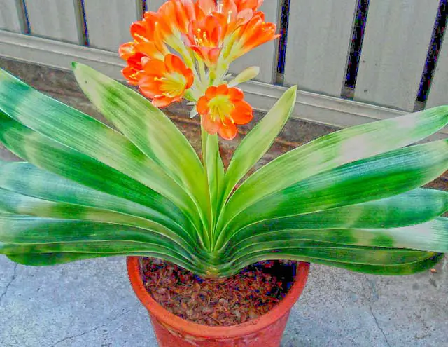 Bloomed flowers on clivia pot