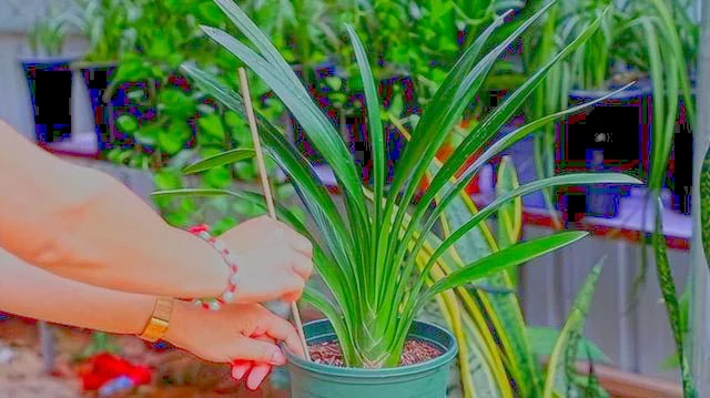 Clivia pot soil treating