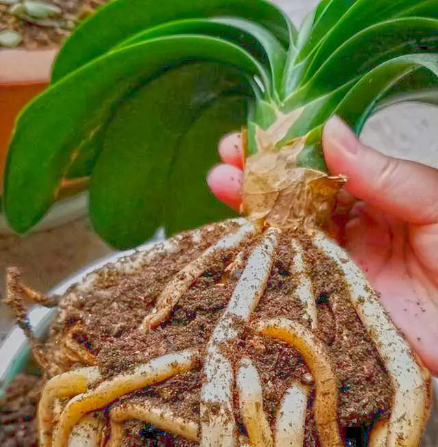 Clivia root syestem