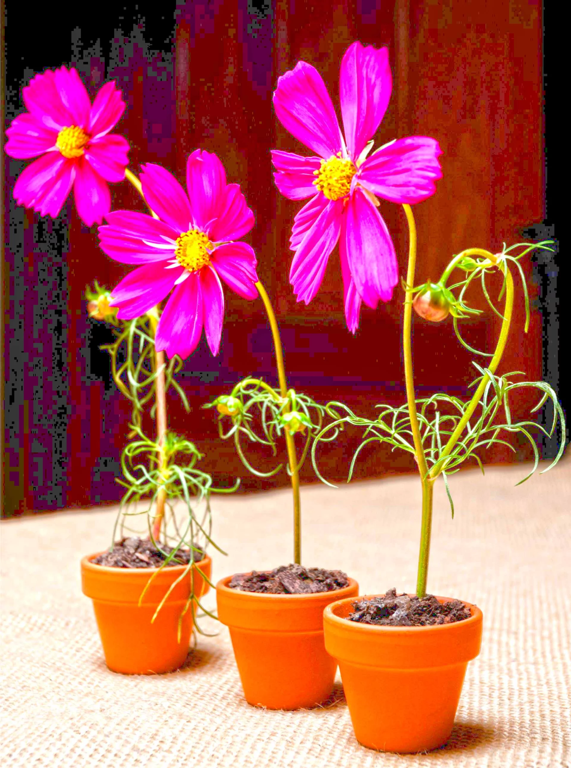 Three cosmos flower pots