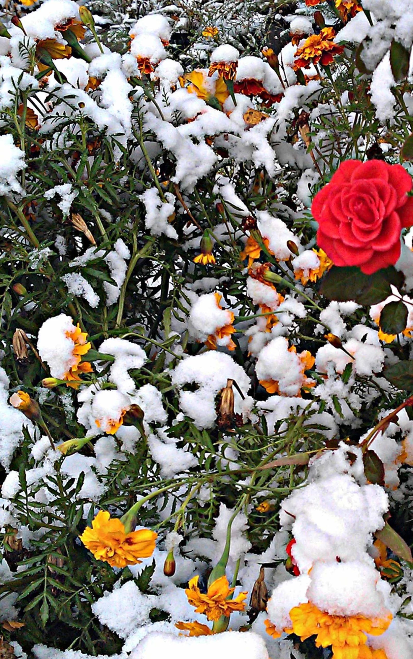 Flower trees covering from snow