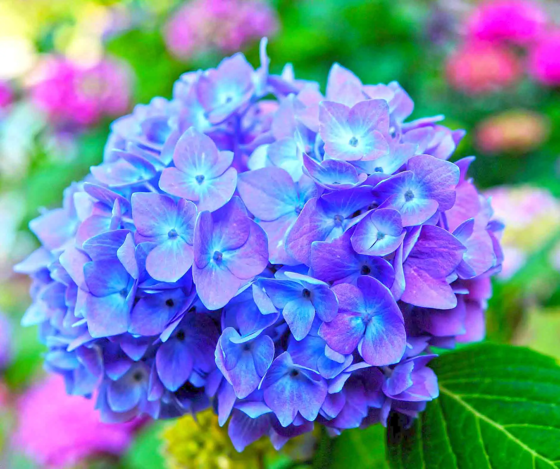 blue hydrangea flower bunch