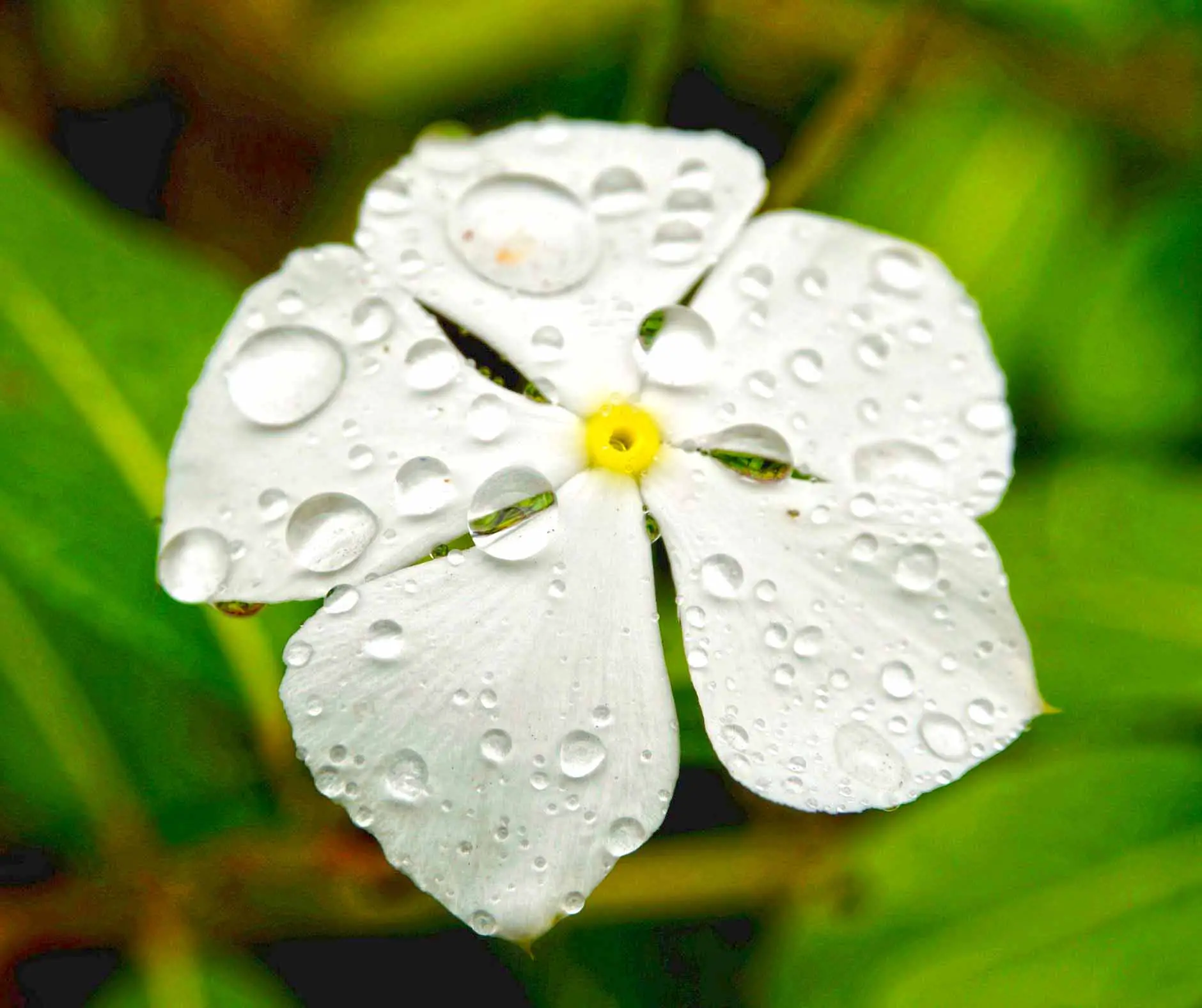 Madagascar Periwinkle flower