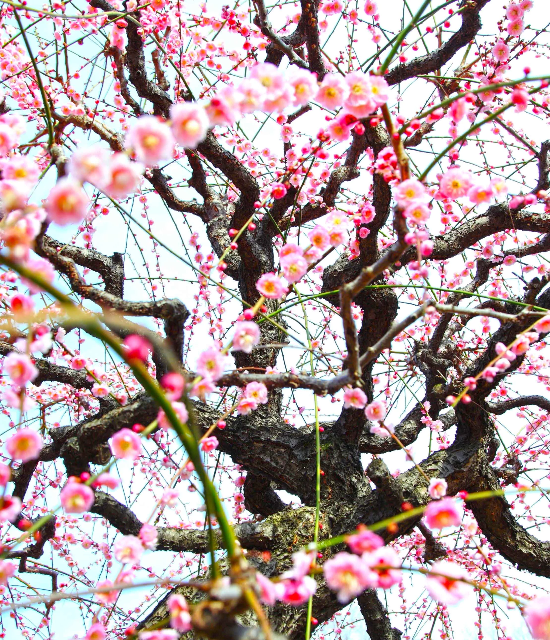 Plum tree blossoms