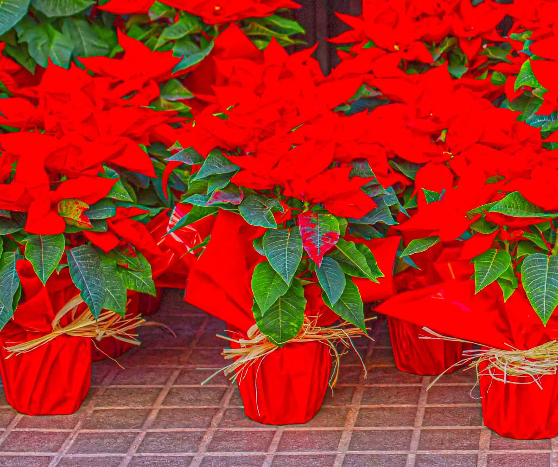 Poinsettia red flowers