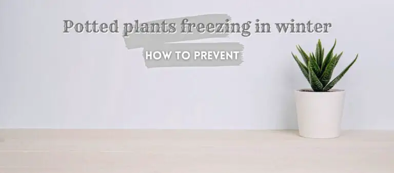 Prevent potted plants from freezing in winter