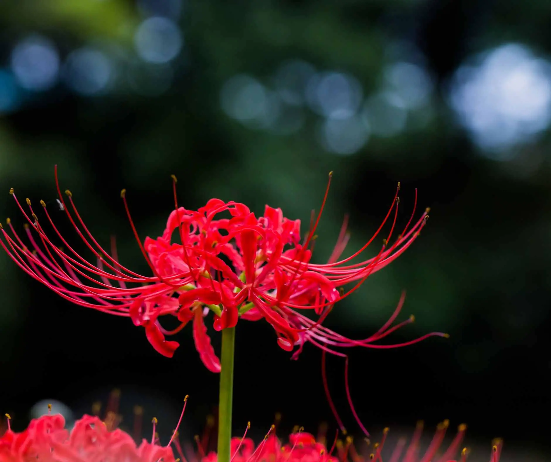 Red spider lily flower