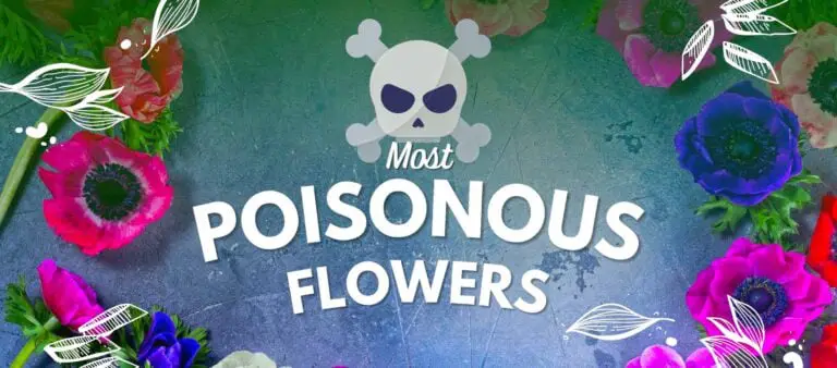 Top ten most poisonous flowers in the world