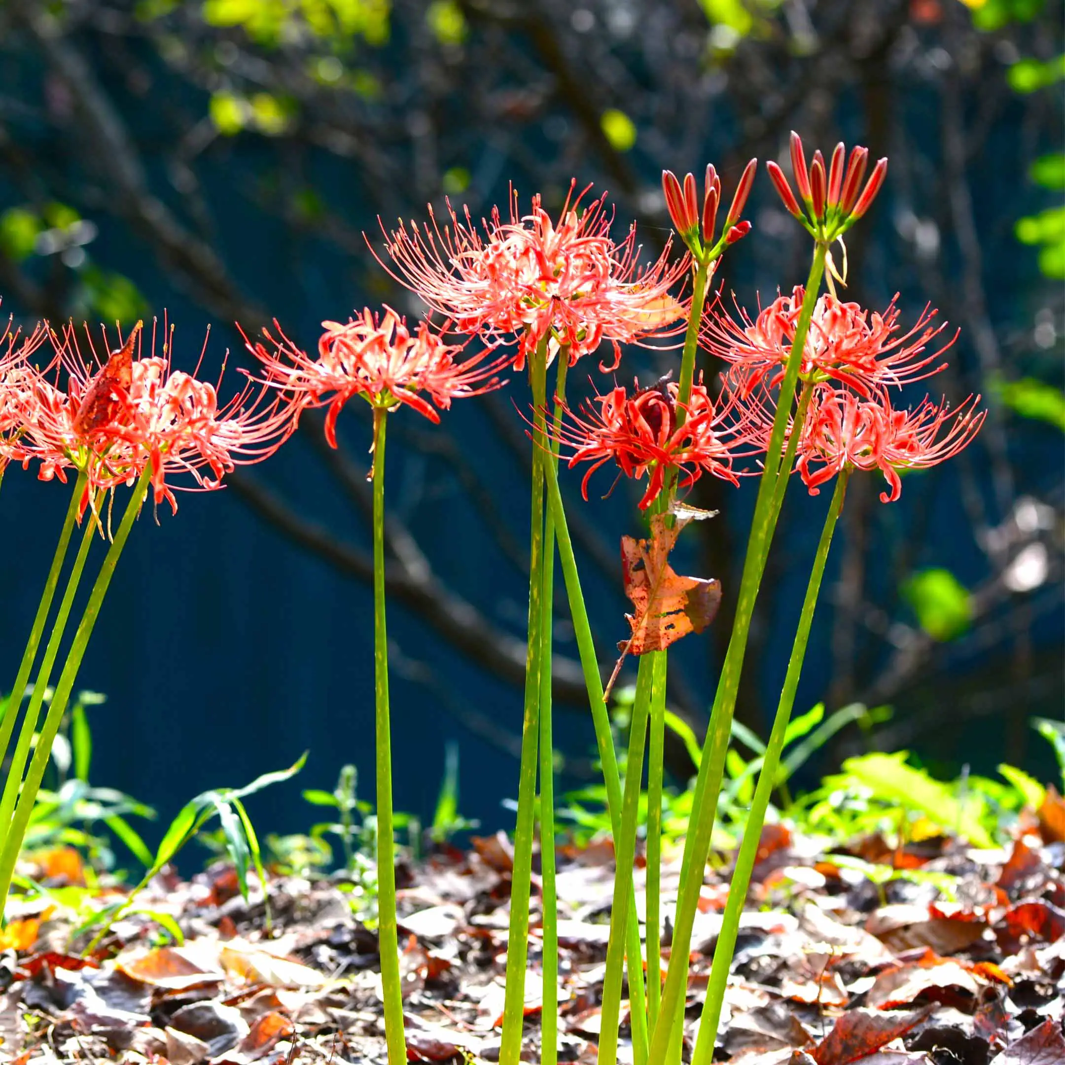 Red spider lily plants