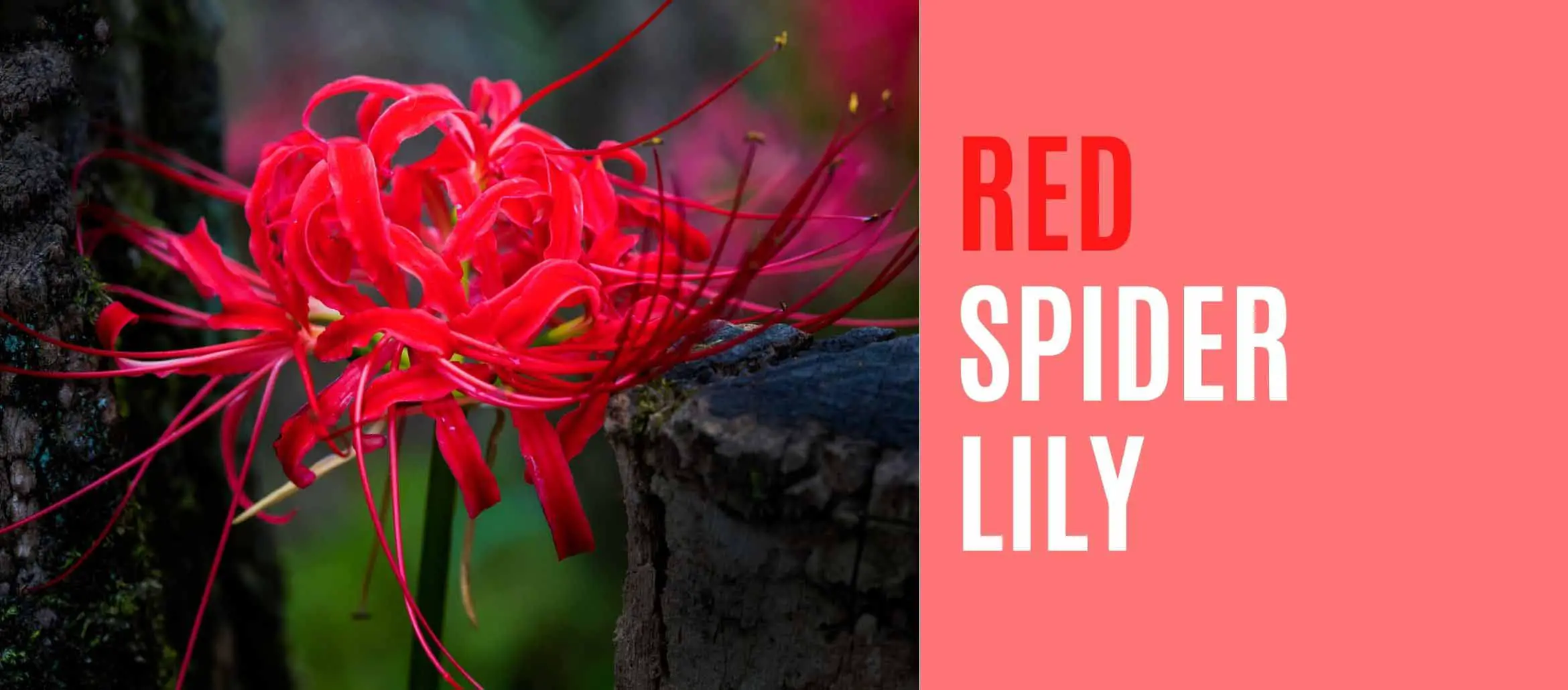 Red spider lily information