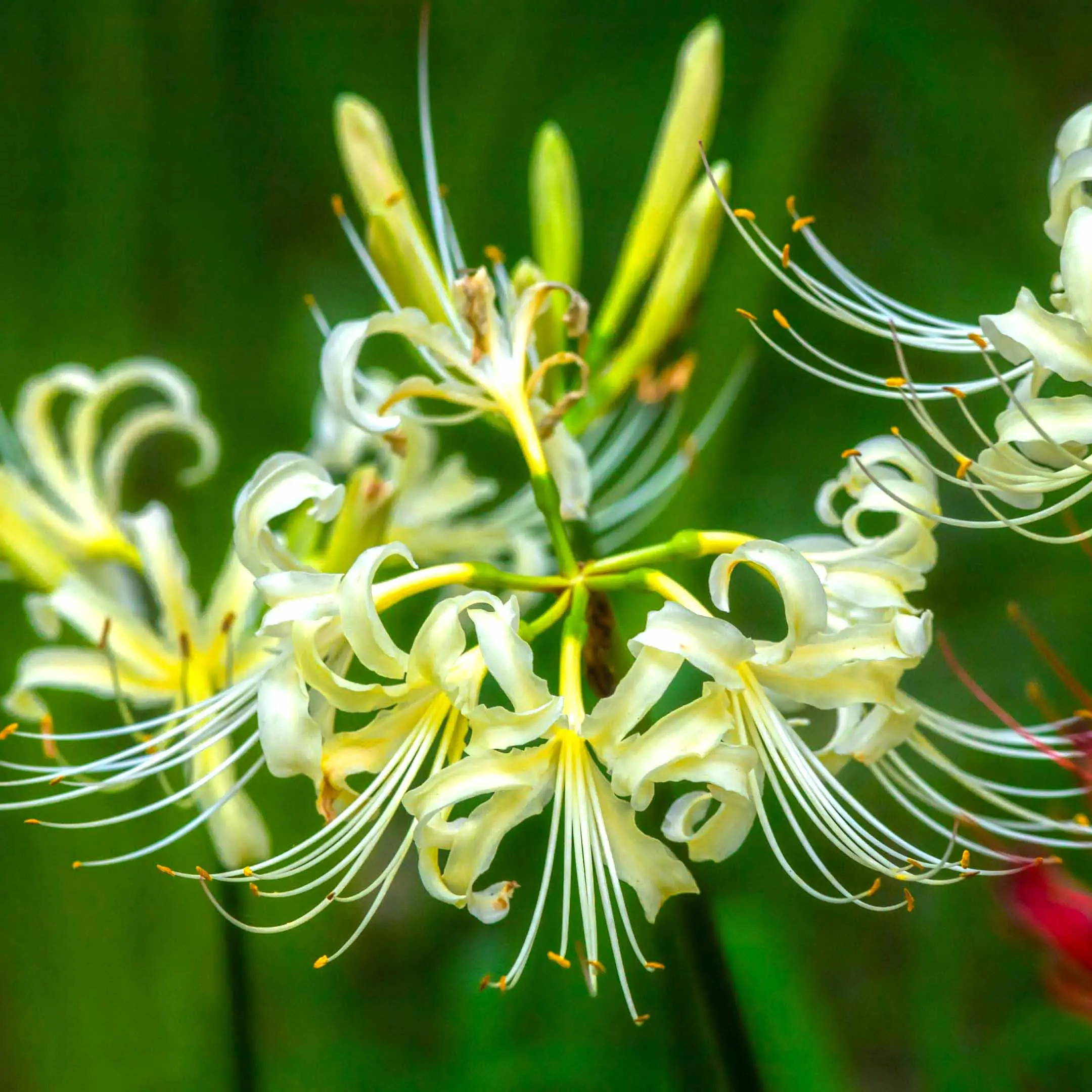 White spider lily flower