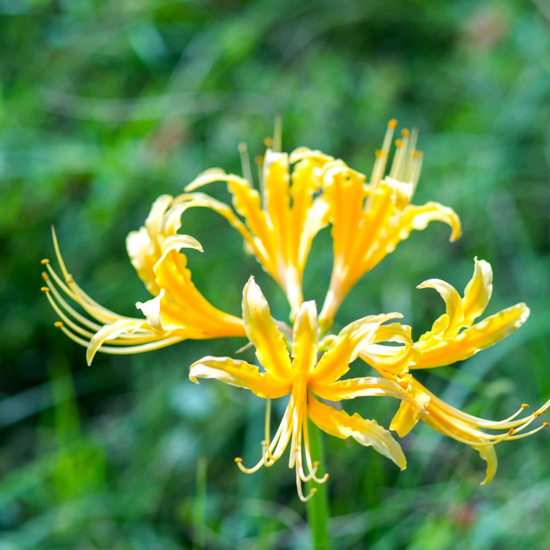 Yellow spider lily flower