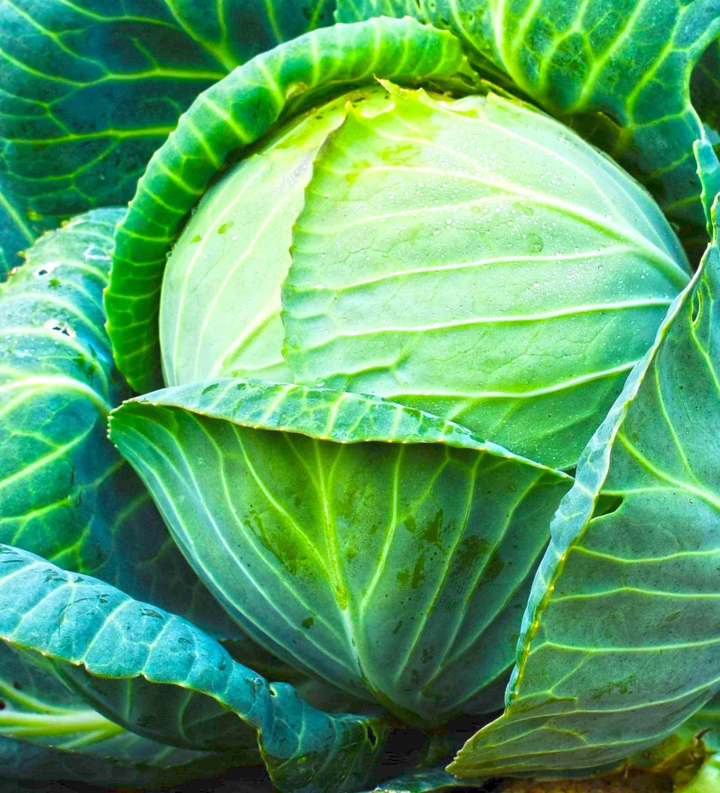 Cabbage