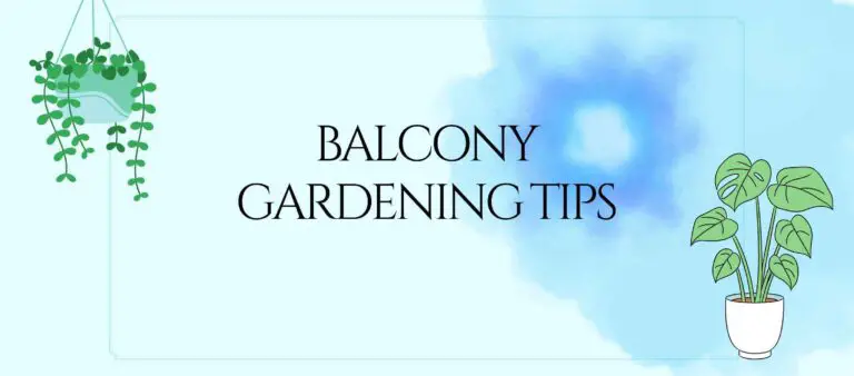 Balcony Gardening Tips For Beginners