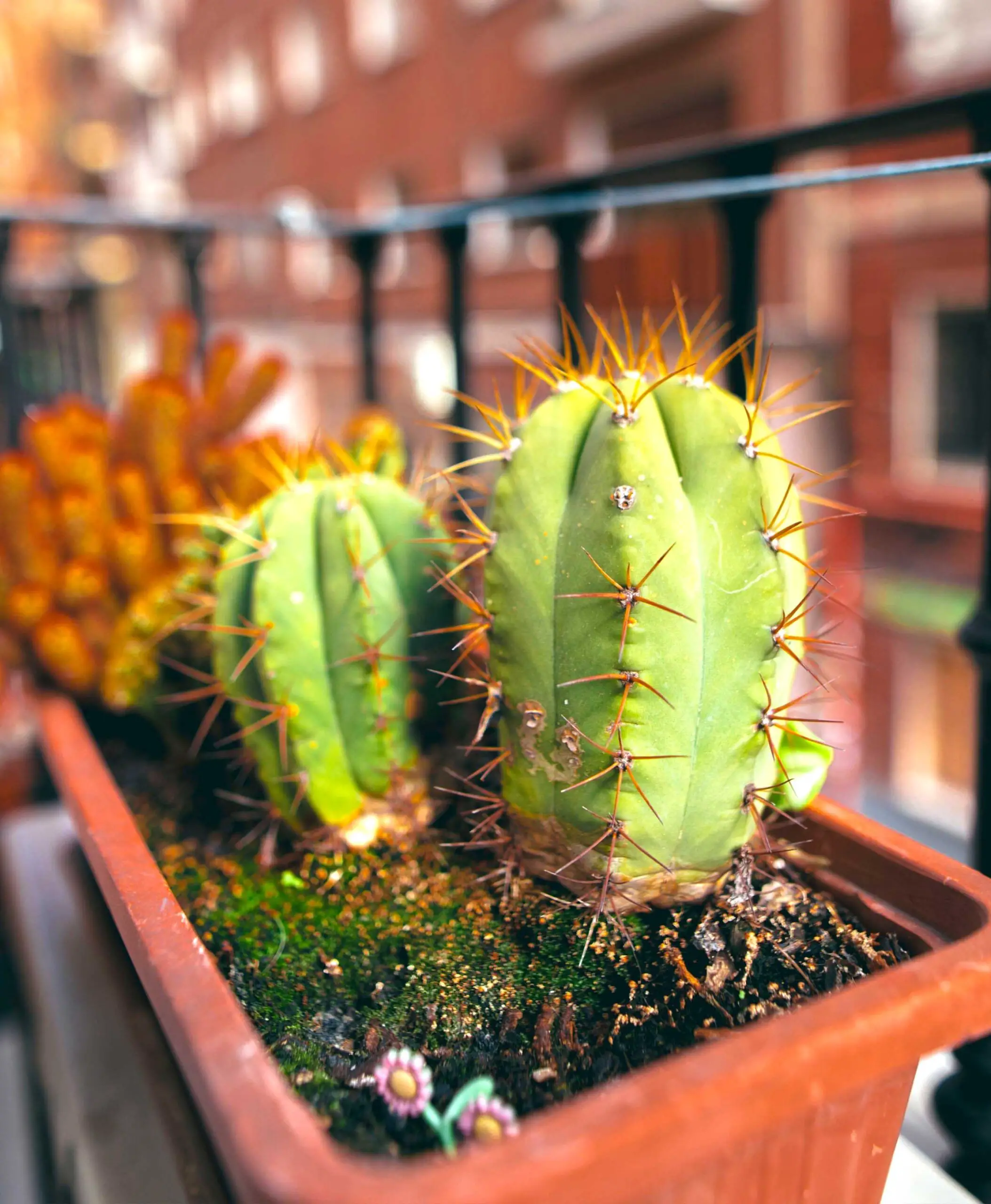 Cactus on balcony