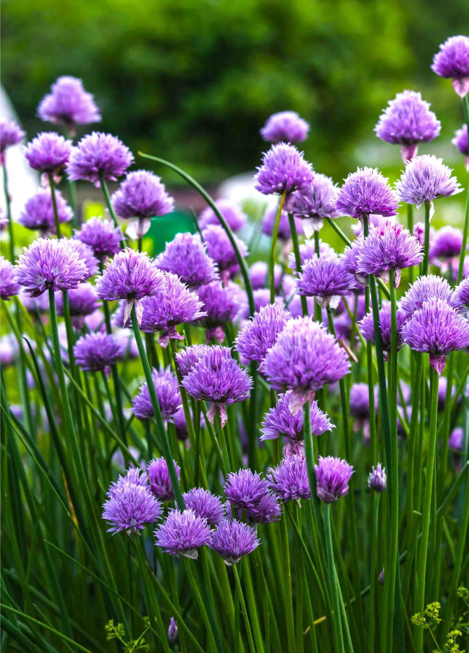 Purple flovers of chives
