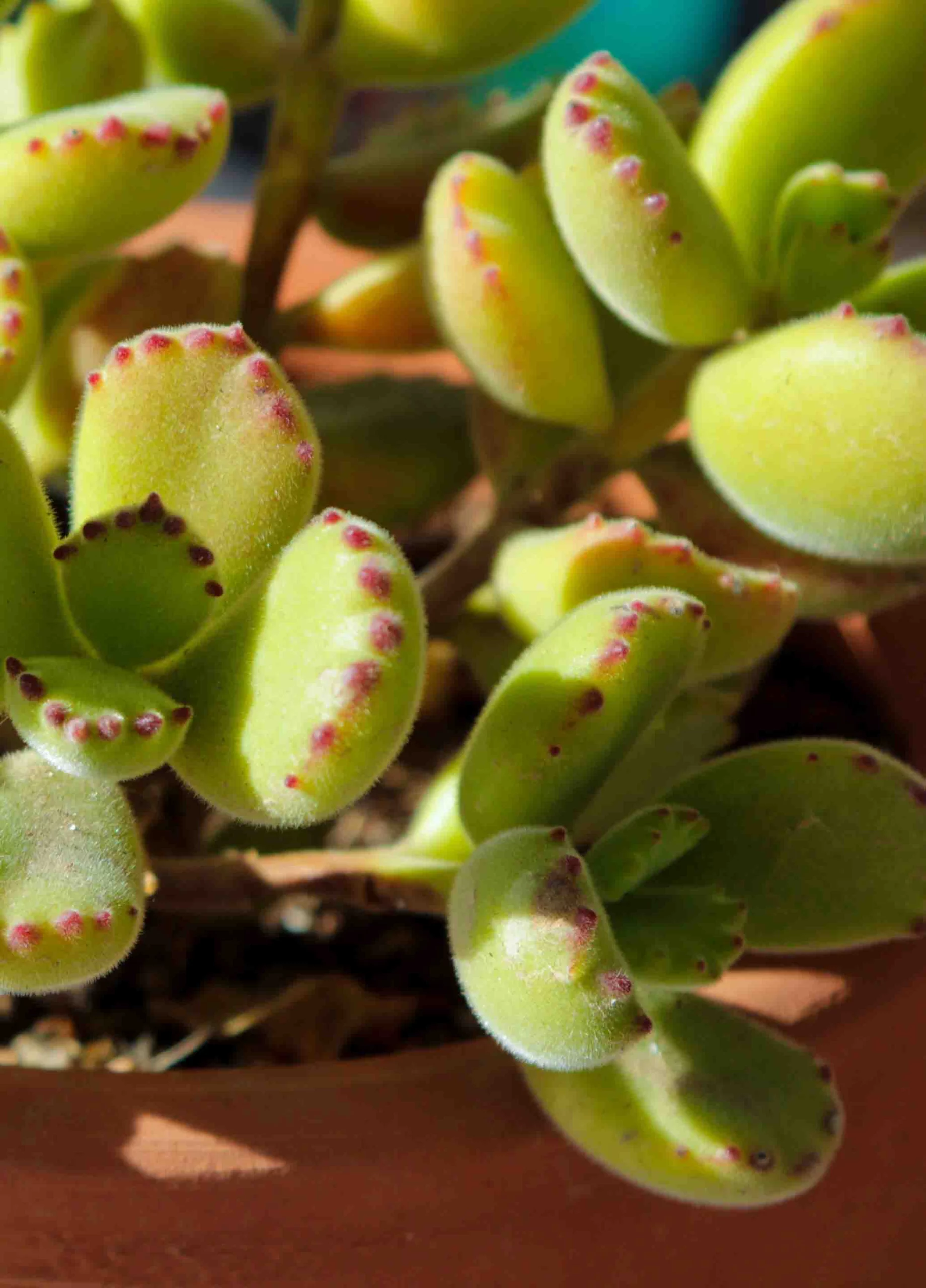 Cotyledon tomentosa