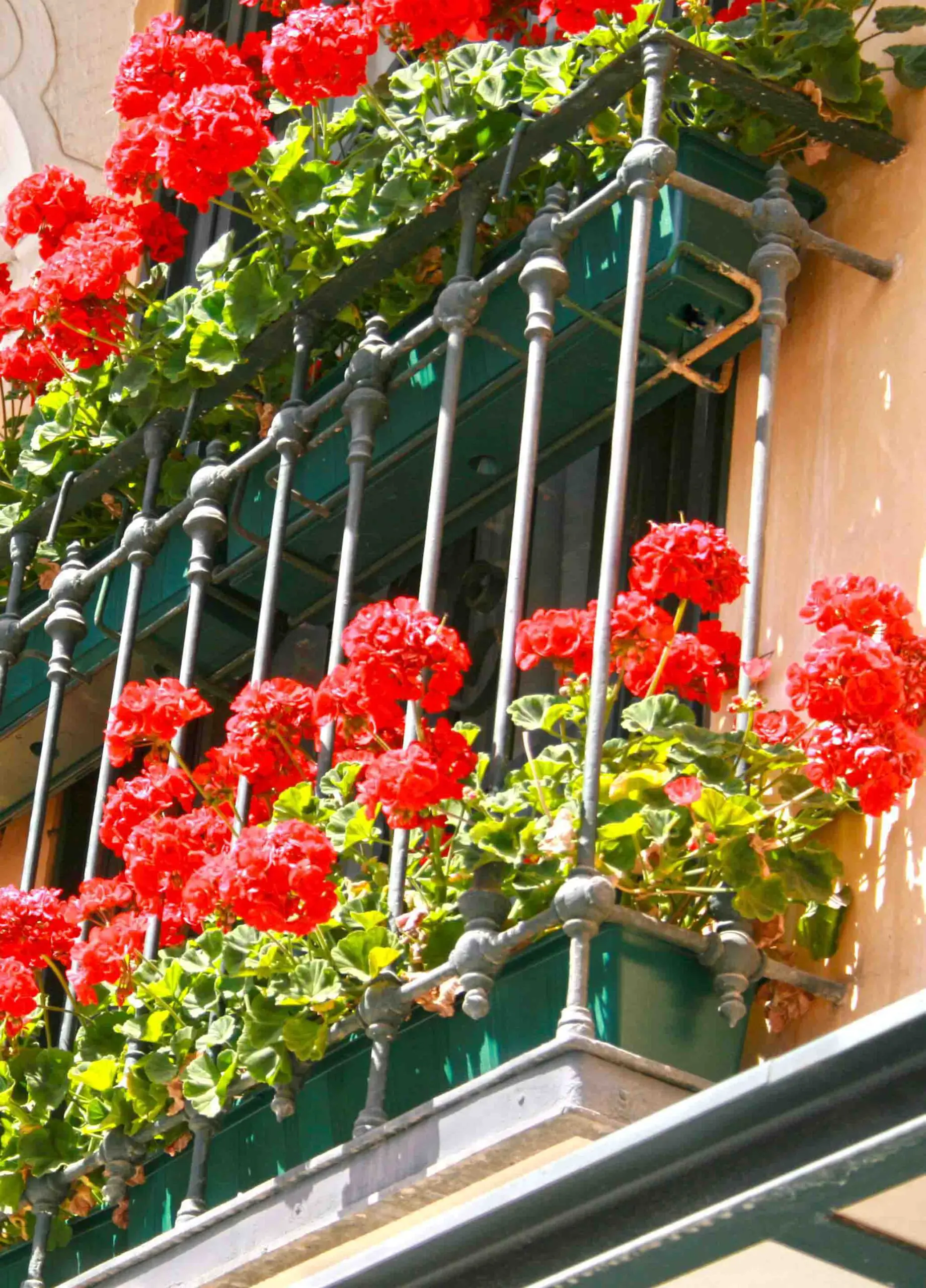 Red flower balcony