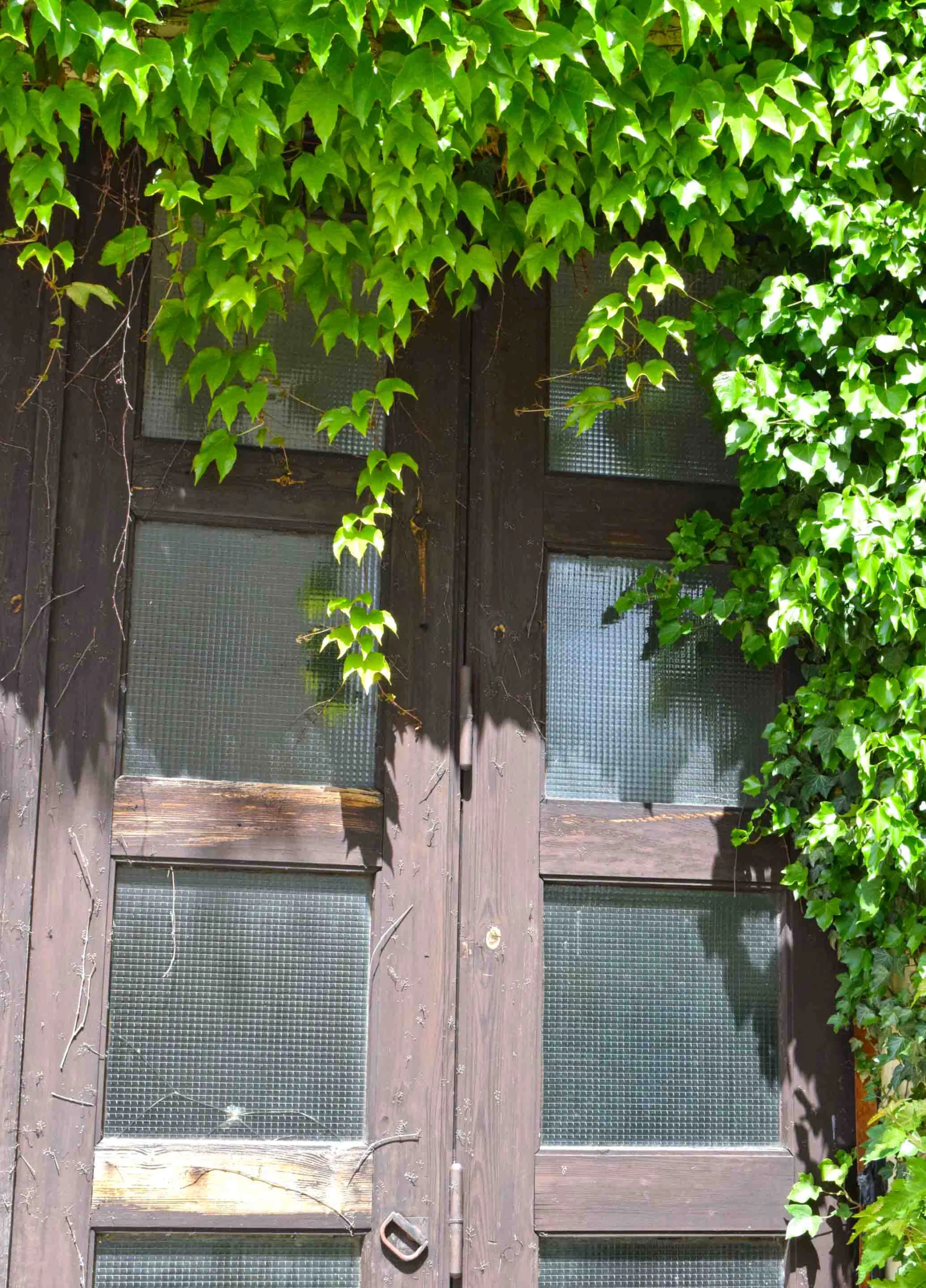 Ivy hanging on window