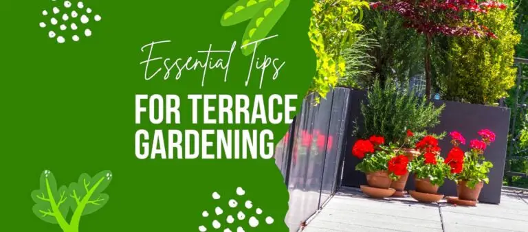Terrace Garden Design Ideas And Essential Tips